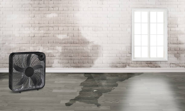 Best Mold removal after water damage  in Montecito, CA